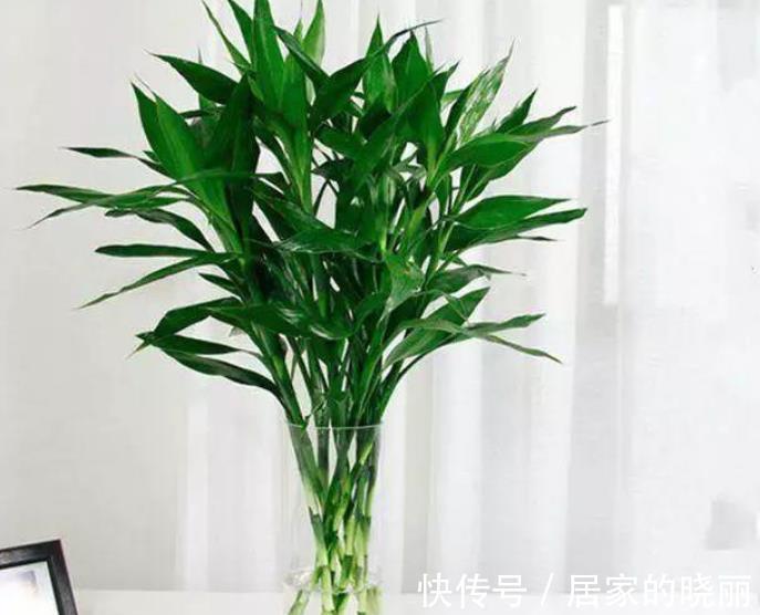 寓意|客厅摆上5种花,寓意美好越养越旺,皮实好养颜值高,适合新手