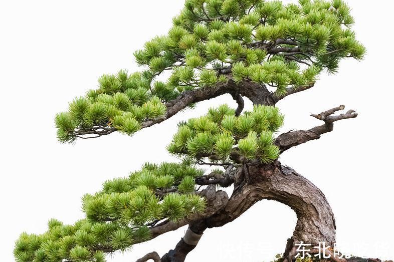 盆景|五针松盆景后期究竟如何养护最好,以下四点你可能遗漏