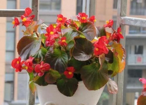 养花不用花钱买肥2种东西抓把撒盆里，植株长势旺，省钱又实用