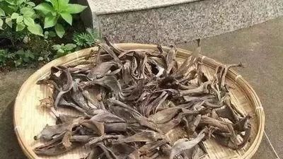 君子兰不开花？2种废料埋盆里，花箭蹭蹭冒，开花2个月