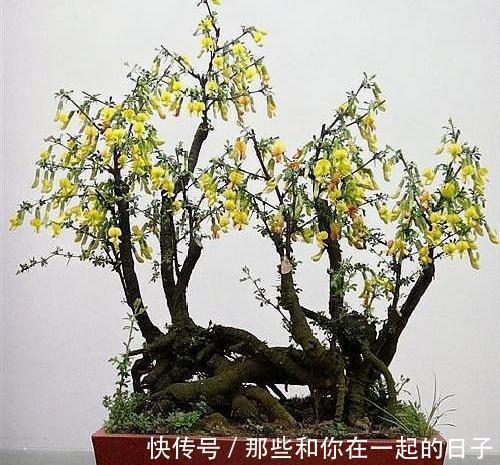 这3种“盆景”个子虽小，却香飘十里，除螨抗菌，客厅最好养1盆！