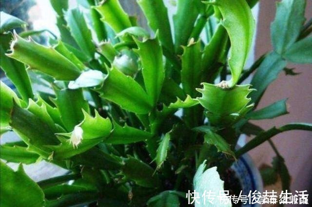 浇水|天热了，蟹爪兰要休眠，这几件事不能做，不然烂根枯萎！