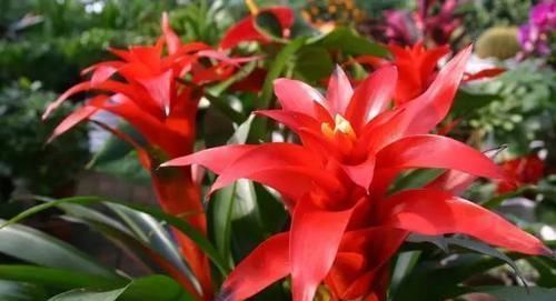 光照|家里不要乱养花,这3种植物,养人又旺财,聪明的人都在养!