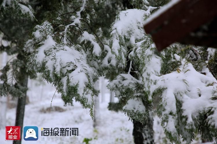 雪景|立冬至瑞雪来 滨州各县市区换素颜