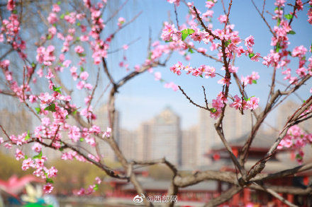 春天里的陕西 丨春日大唐芙蓉园 花开烂漫正当时