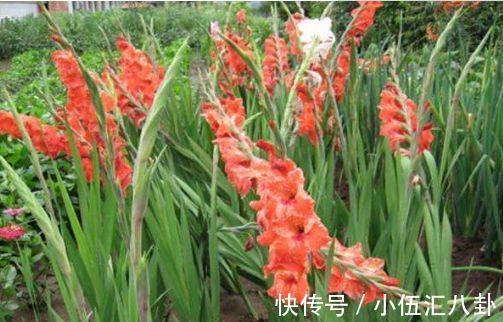 酢浆草|农历8月13号起,最适合养这些花,全年开花,好养易管理