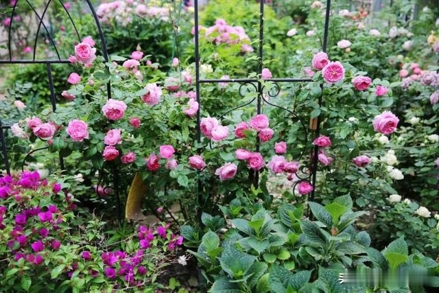 圆滚滚的绣球,瀑布般的花墙,这届花友也太会种花了吧