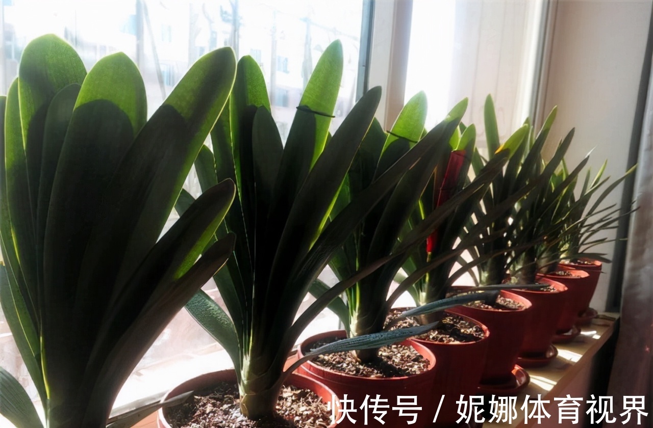 李大姐养君子兰，年年开大花，有吉祥好兆头，原来是她做对5件事