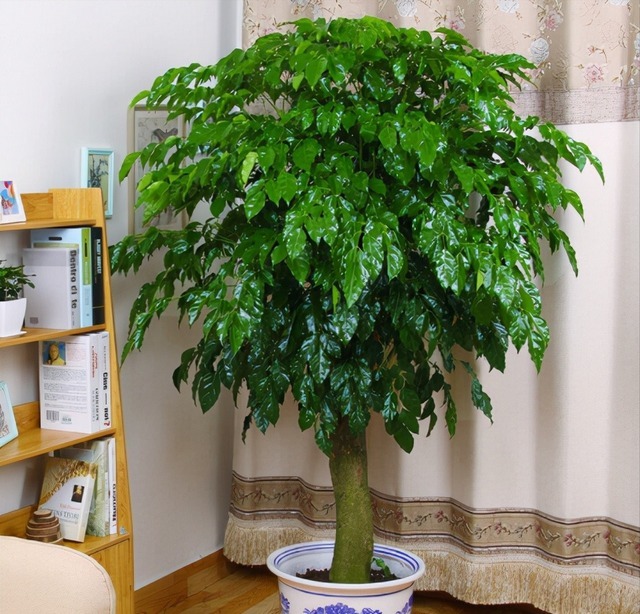 20种吉利大盆栽，客厅放一盆，吸收废气去异味，寓意好更养人