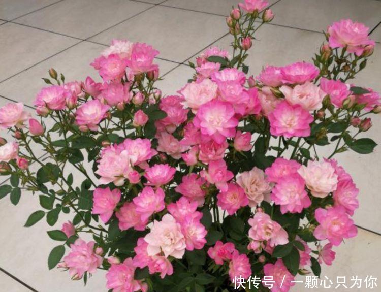 冬天也能种植的花卉，花香易打理，清新又迷人