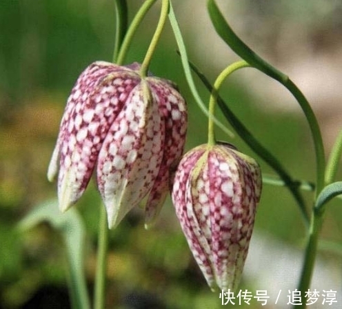 此花宛如床头的小台灯，灿烂夺目外形奇特，是极致绚烂的忍耐之花