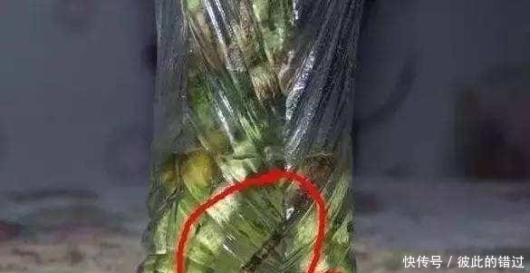 富贵竹黄叶、不生根10天一滴“酸水”扭转乾坤,叶子翠绿一倍!