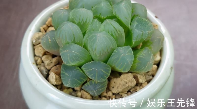 徒长|多肉玉露徒长叶子松散？多注意这4点，株型紧凑更具美感