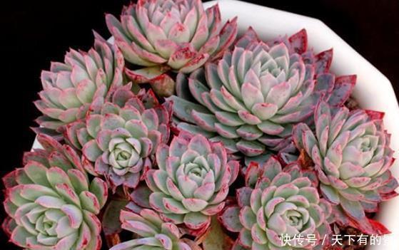 叶片|20款高贵梦幻紫色多肉,养一盆“紫气东来”,总有一款是你喜欢的