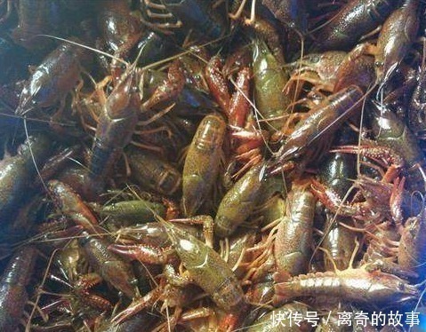 红壳虾|同样是小龙虾,“青壳”和“红壳”的区别其实很大,看完涨知识了