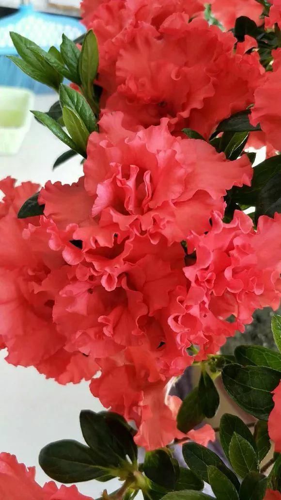 4种花身材不大,花量却怪“吓人”,深秋花开一大片,美翻了