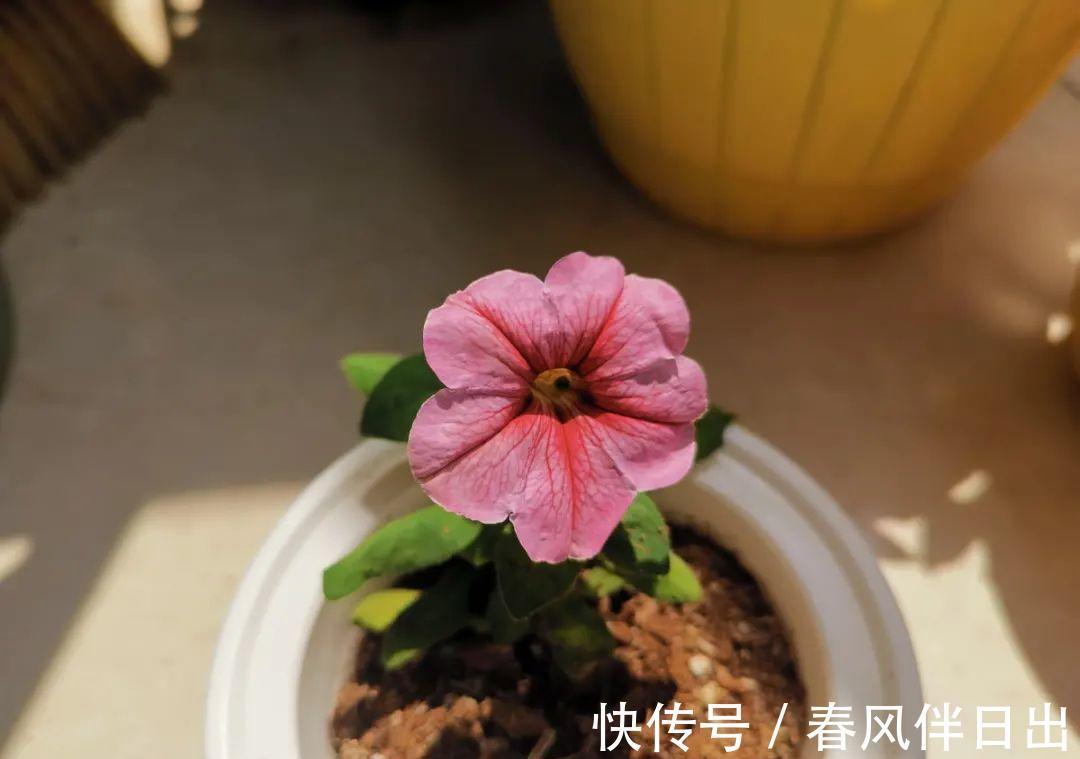 施肥|8种花赶紧剃头,剃得越狠,开花越多