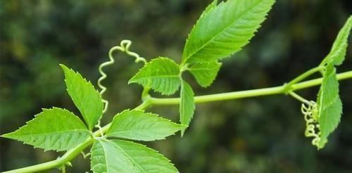 中年|3種農(nóng)村野外常見(jiàn)的野草,不僅是美味的野菜,還有很好的養(yǎng)生功效