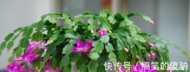 养花|家里养花，就选这几种，一年四季不用管，给点阳光就开花