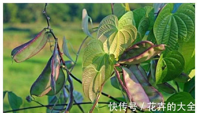 面条|农家小院最受欢迎的几种蔬菜,随吃随取,你最喜欢吃那个?