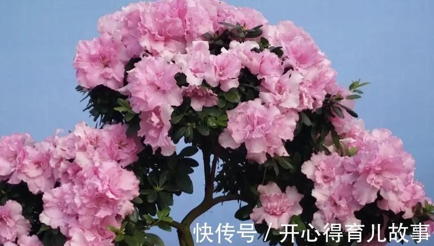 杜鹃花养不活,避开4个错误观点,枝繁叶茂,花开旺盛