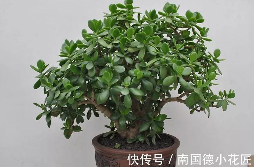 家庭养玉树：多注意4项事，长得枝叶繁茂，格外出彩