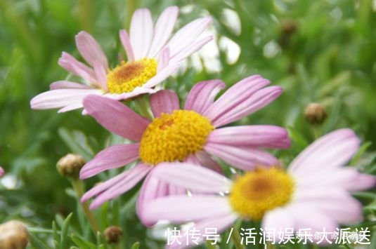 金蕊|喜欢菊花，不如养盆优良名菊“薰风倩影”，似金蕊红装，艳丽多彩