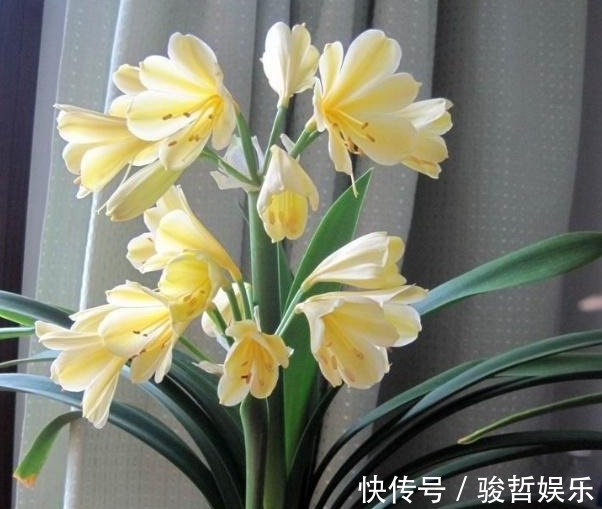 光照|君子兰难开花在盆里埋点“它”,花剑蹭蹭窜,叶子油绿开爆盆!