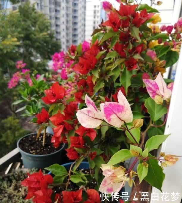 有5种花,很好养很勤花很优秀,种阳台露台上非常美