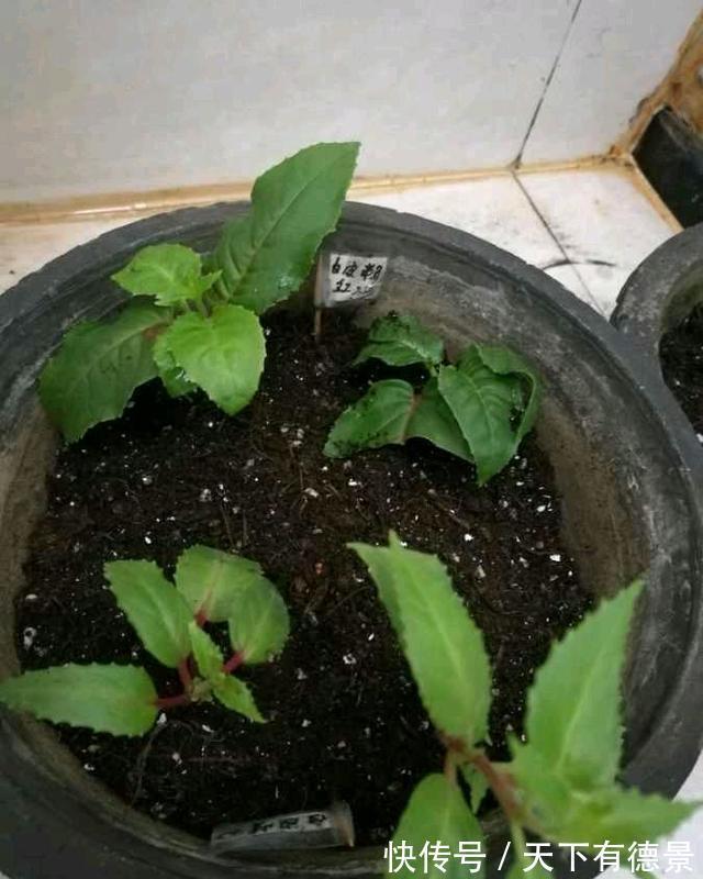 倒挂金钟|这种花,天热难活,赶紧扦插,年年都会有花开