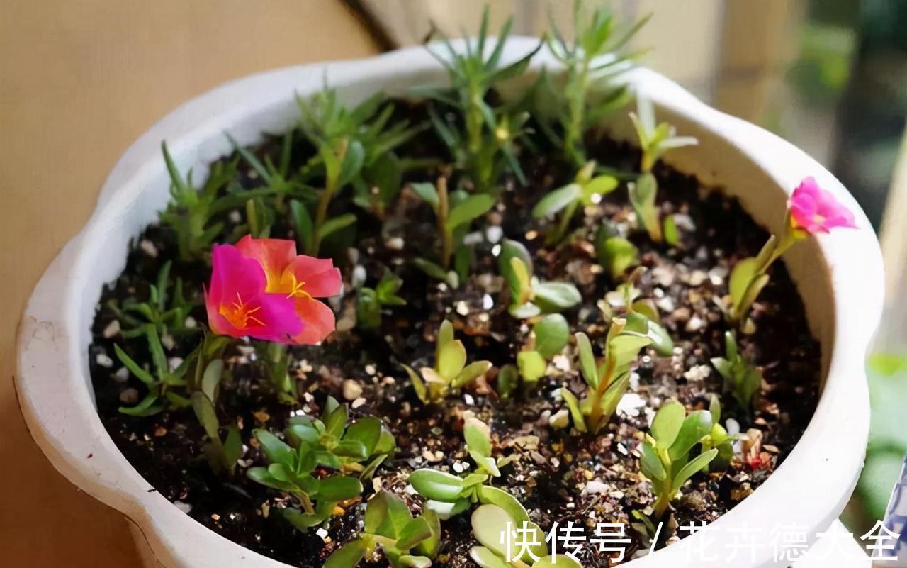 小吊兰|9一10月，别忘记“扦插”这些花，“温度”适宜利于生根