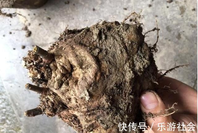 四叶参|农村一植物,人称“四叶参”,和人参齐名,价值珍贵,遇到要珍惜