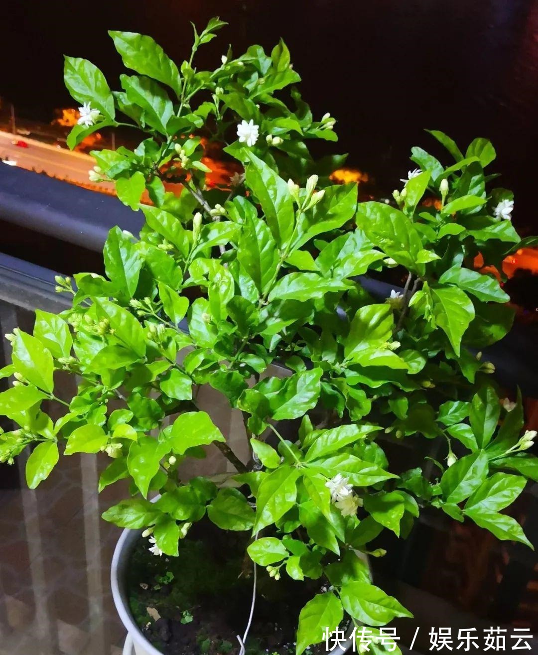 拉枝|茉莉狠心剪几刀,呼呼窜成3层塔,开花满树香味足