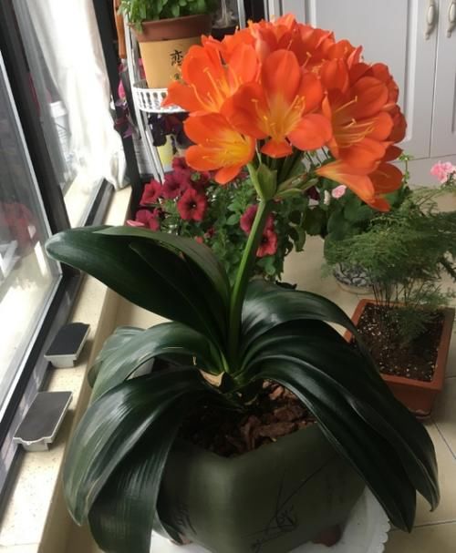 一般君子兰不开花，是因为没达到哪些“要求”？