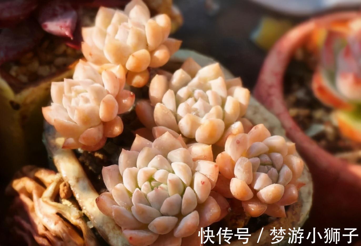 多肉冬天休眠状态不好，只要保证这两点，反而可能更美艳