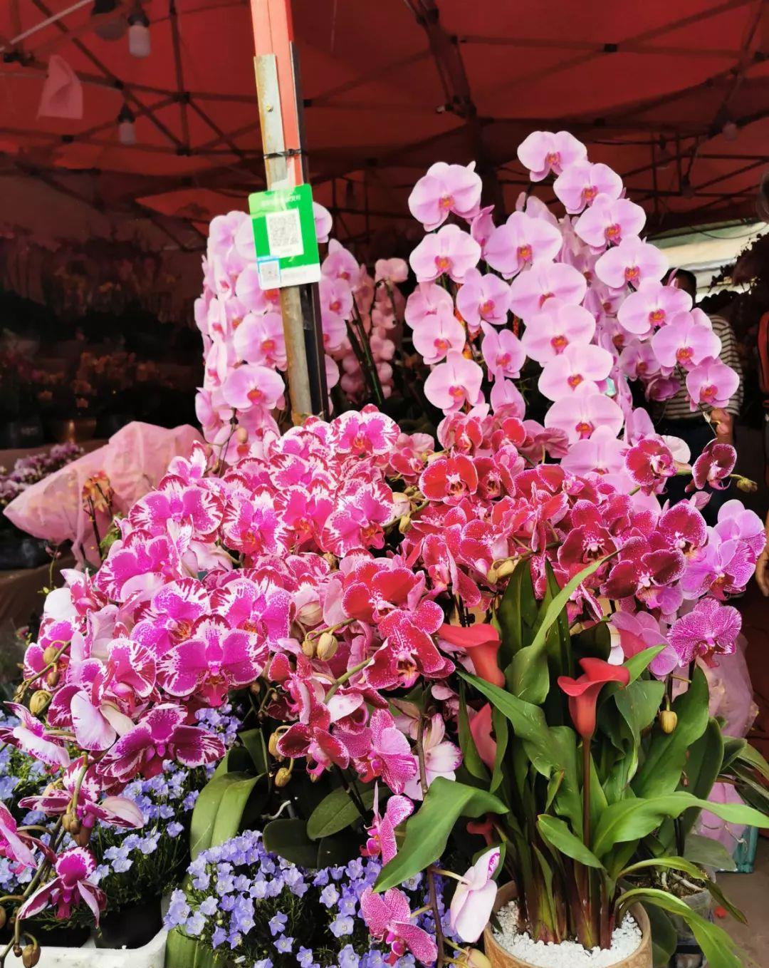 花市买的花,为啥养不活,原因就是这样