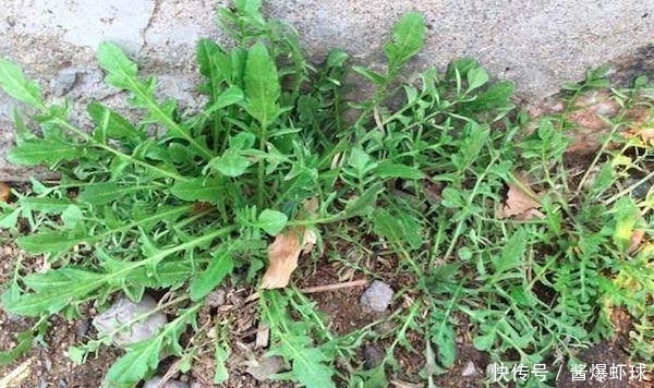 喜欢到农村挖野菜,三种容易记错的野菜的要分