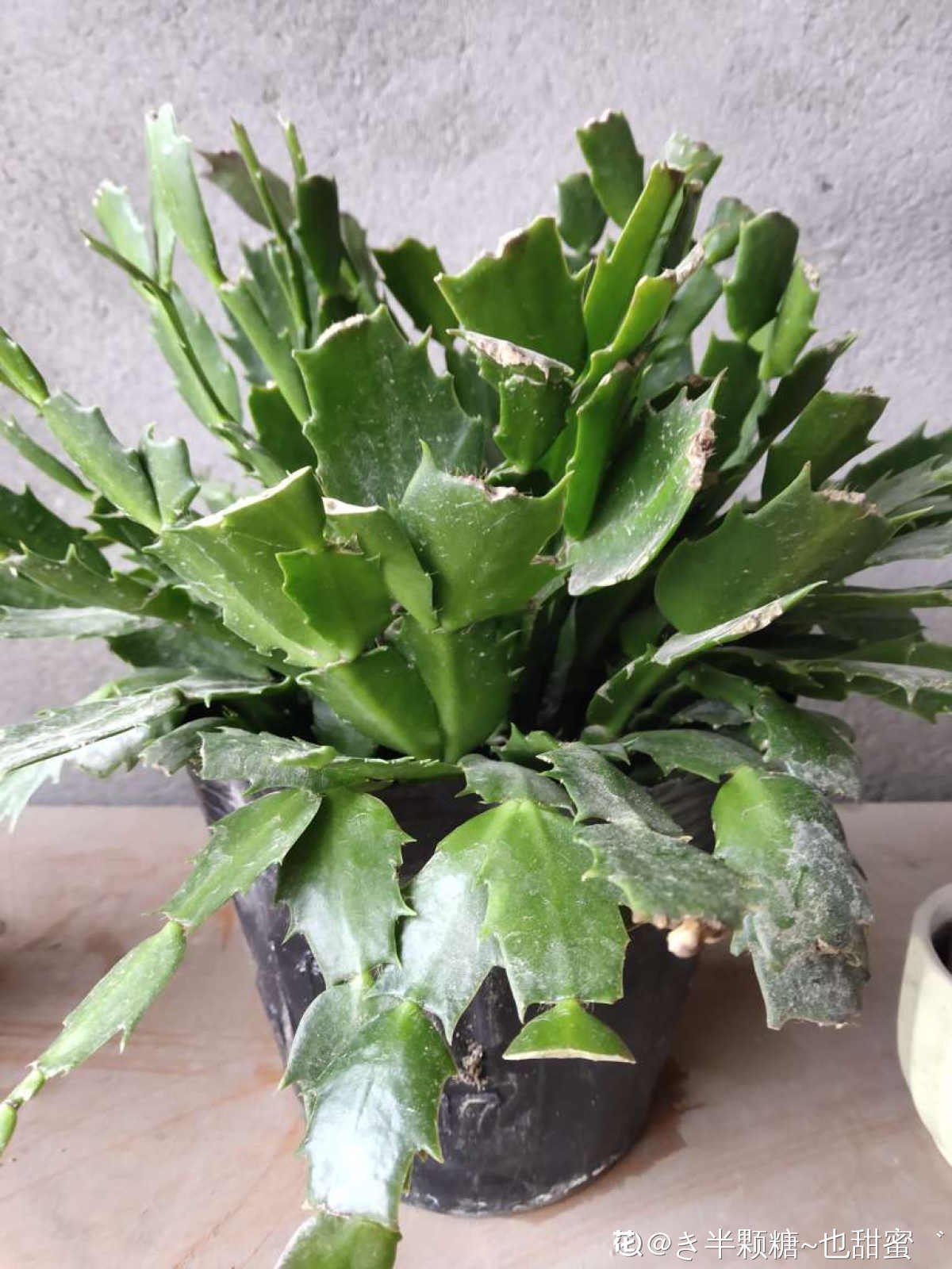 秋天|蟹爪兰度夏后,干瘪低垂没精神,4个方法重换新生