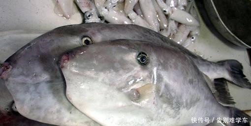  懂行的人买鱼专挑这4种鱼，无法人工养殖才更营养，贵的也值