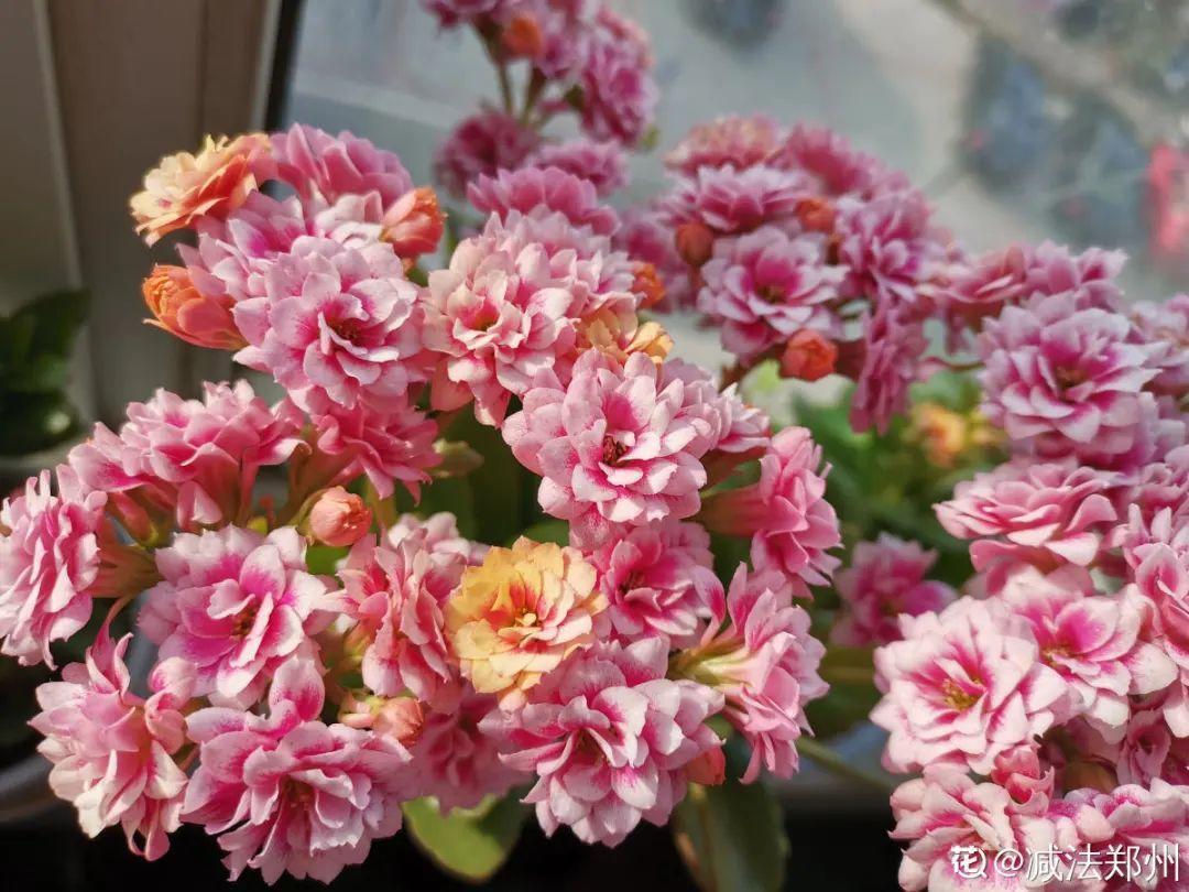 嫩苗|7种花养老桩不好，多扦插、养嫩苗，才能年年开花