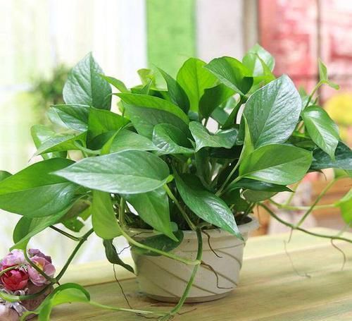  筷子|学会3个小技巧，盆土是干是湿轻松掌握，不用再担心盆栽水多水少