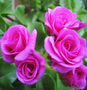 家里阳台种这些花朵，不用太管就能变花海，开花轻松爆，绚丽多彩