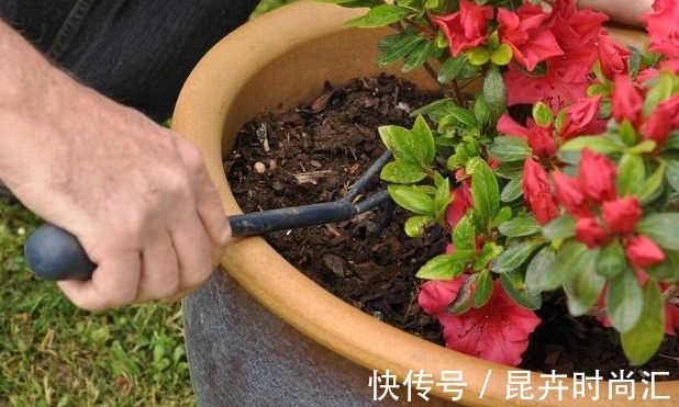 施肥|喜欢养花,先戒掉7个坏习惯,不然啥花也养不好,你占了几个?