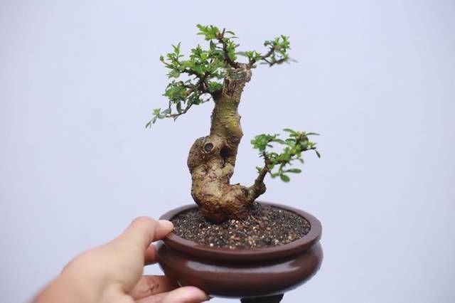 白蜡|网友分享的白蜡微型盆栽,室内摆件精品盆栽,快来一睹为快