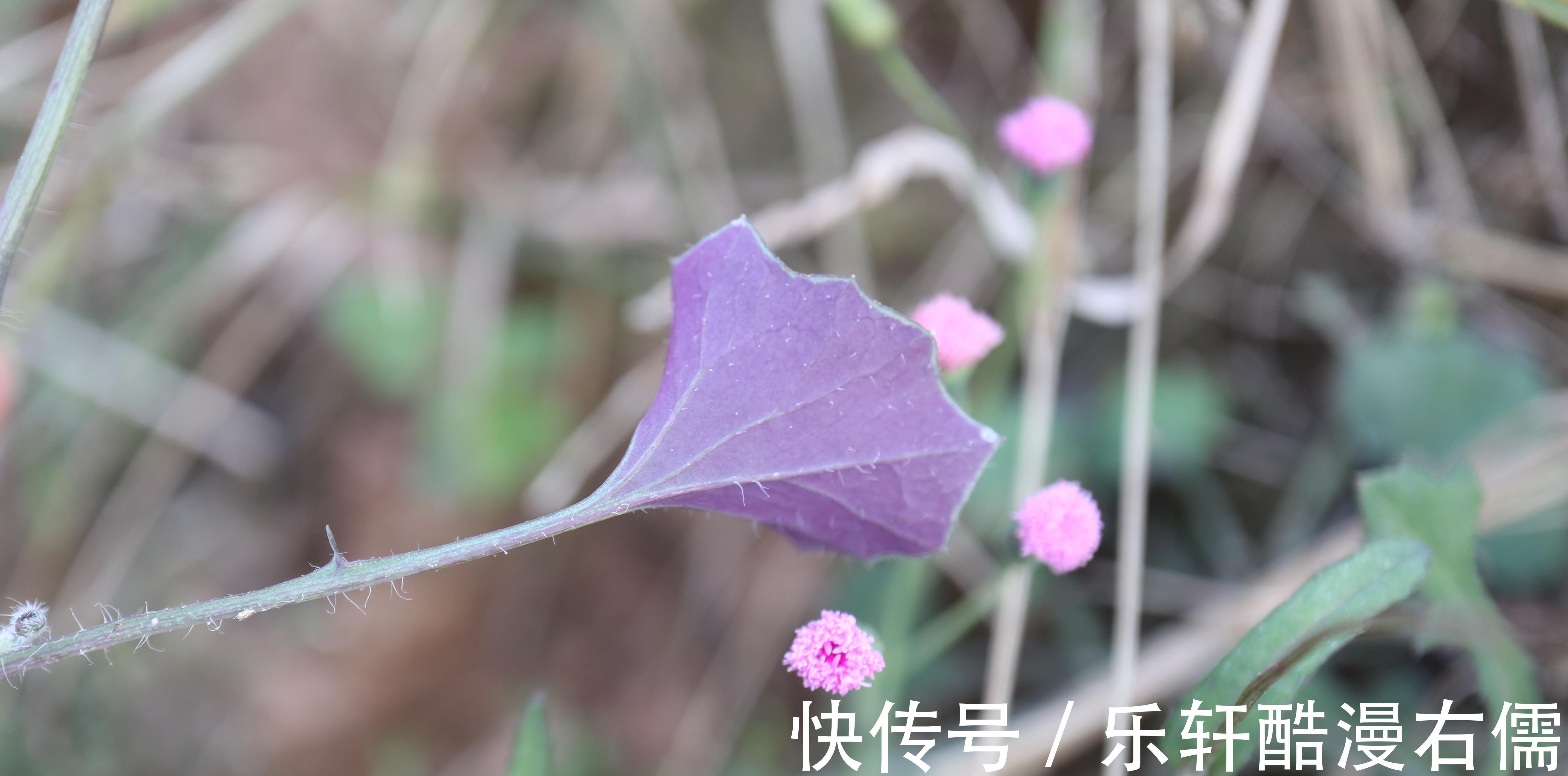 甘木棉|一年四季都可以吃的野菜,常见于菜地或路旁,现在已有人专门种植