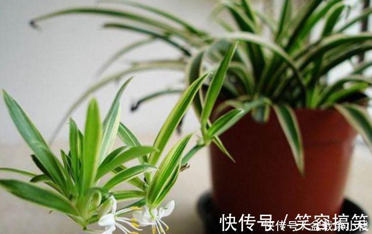 养花就养这几款，招财纳福，好运天天到，聪明人都在养