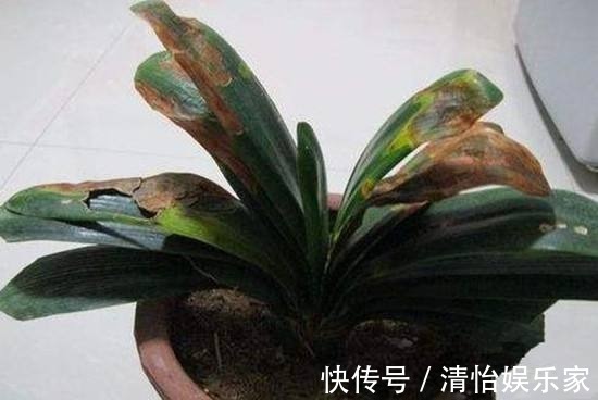 烂根|君子兰夏天容易烂根赶紧砍一刀，栽土里还能重新长！