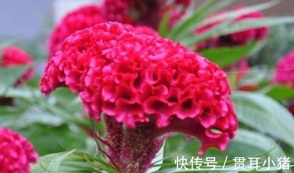 春夏秋冬|最适合新手养的4种花，沾土就能活，枝叶茂盛，四季开花