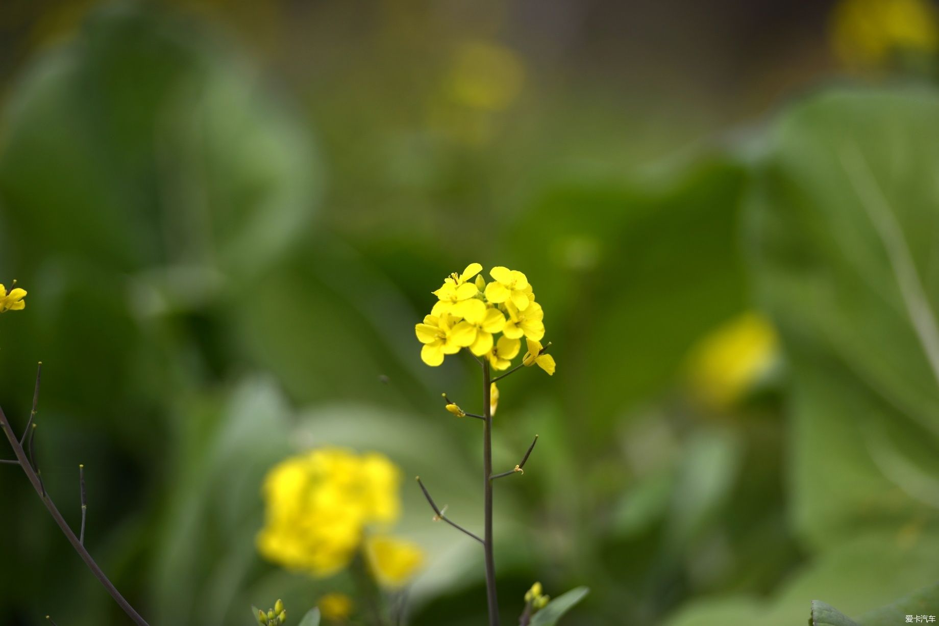 石岩|忙里偷闲，赏花踏青！