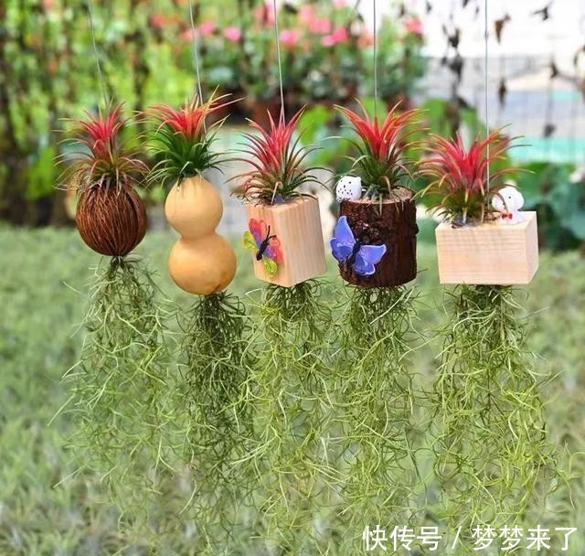 冬天|家里养几株空气凤梨,不用土也能活,漂亮又个性!